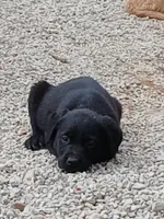 Black Male, a male Labrador Retriever for sale in Alpine, CA – Photo 3 of 4