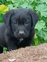 Black Male, a male Labrador Retriever for sale in Alpine, CA – Photo 1 of 4
