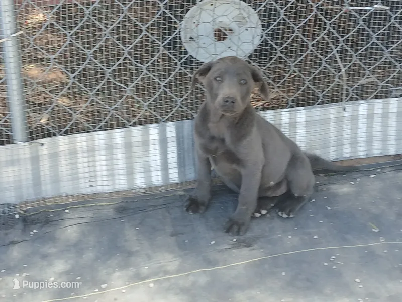 Charcoal female – Labrador Retriever puppy for sale in Alpine, CA