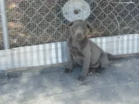 Charcoal female, a female Labrador Retriever for sale in Alpine, CA – 1 of 3