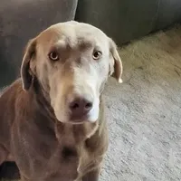 Champagne Male, a male Labrador Retriever for sale in Alpine, CA – Photo 4 of 5