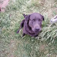 Champagne Male, a male Labrador Retriever for sale in Alpine, CA – Photo 5 of 5