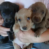 Champagne Male, a male Labrador Retriever for sale in Alpine, CA – Photo 3 of 5