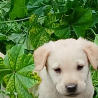 Champagne Female, a female Labrador Retriever for sale in Alpine, CA – Photo 2 of 2