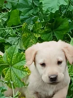 Champagne Female, a female Labrador Retriever for sale in Alpine, CA – Photo 2 of 2