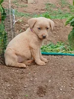 Champagne Female, a female Labrador Retriever for sale in Alpine, CA – Photo 1 of 2