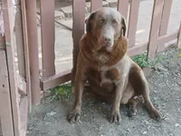 Chocolate male, a male Labrador Retriever for sale in Alpine, CA – 3 of 3