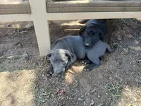 Charcoal female, a female Labrador Retriever for sale in Alpine, CA – 2 of 3