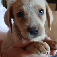 Champagne female, a female Labrador Retriever for sale in Alpine, CA – Photo 1 of 4