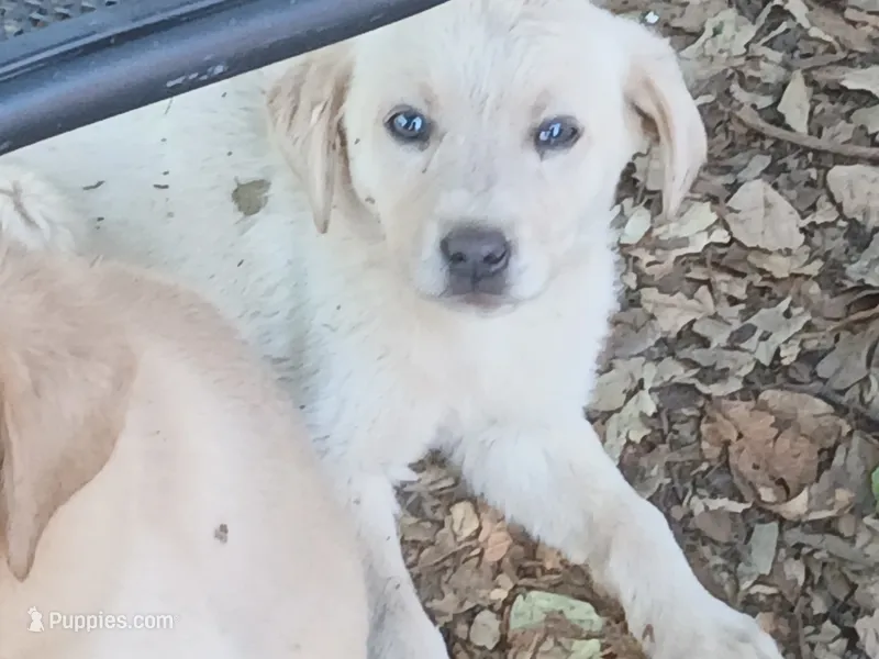 Champagne Female – Labrador Retriever puppy for sale in Alpine, CA