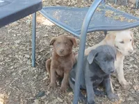 Chocolate male, a male Labrador Retriever for sale in Alpine, CA – 2 of 3