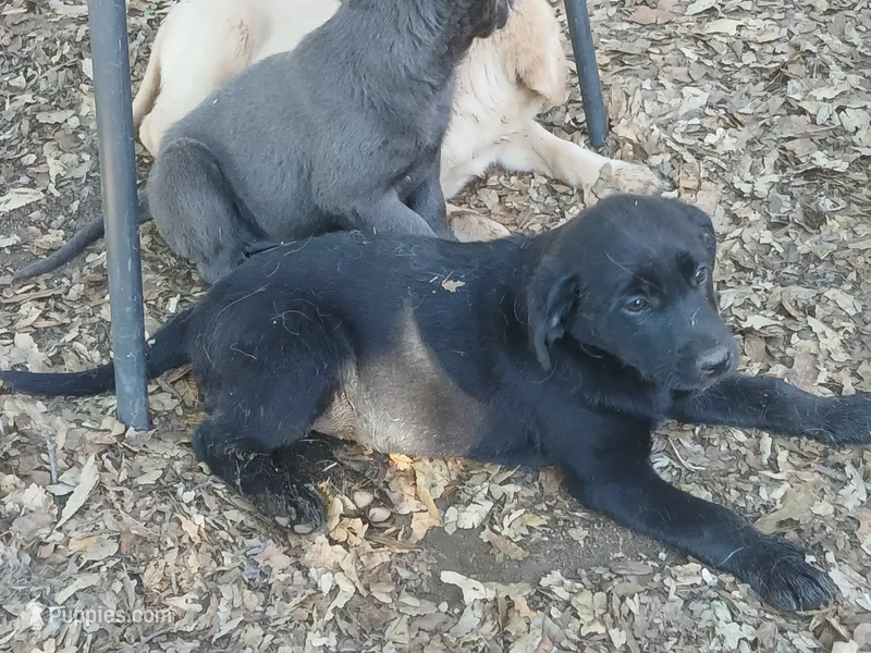 Black Female – Labrador Retriever puppy for sale in Alpine, CA