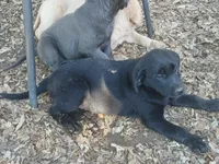 Black Female, a female Labrador Retriever for sale in Alpine, CA – 1 of 2
