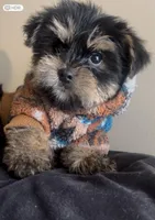 Rocky , a male Yorkshire Terrier for sale in Lansing, MI – Photo 5 of 6