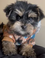 Rocky , a male Yorkshire Terrier for sale in Lansing, MI – Photo 4 of 6