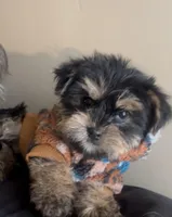 Rocky , a male Yorkshire Terrier for sale in Lansing, MI – Photo 1 of 6