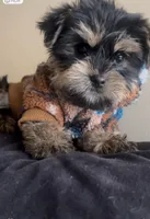 Rocky , a male Yorkshire Terrier for sale in Lansing, MI – Photo 6 of 6