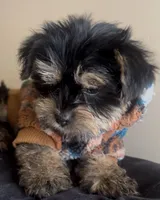 Rocky , a male Yorkshire Terrier for sale in Lansing, MI – Photo 2 of 6