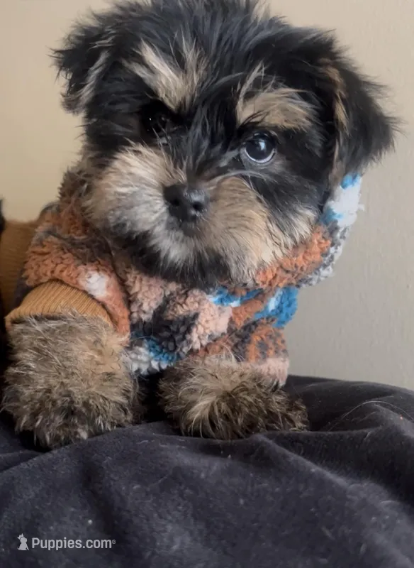 Rocky  – Yorkshire Terrier puppy for sale in Lansing, MI