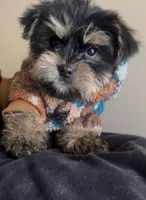 Rocky , a male Yorkshire Terrier for sale in Lansing, MI – Photo 3 of 6