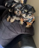 King, a male Yorkshire Terrier for sale in Lansing, MI – Photo 3 of 5