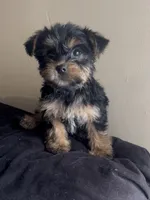 King, a male Yorkshire Terrier for sale in Lansing, MI – Photo 5 of 5