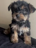 King, a male Yorkshire Terrier for sale in Lansing, MI – Photo 1 of 5