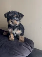 King, a male Yorkshire Terrier for sale in Lansing, MI – Photo 4 of 5