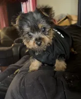 Bruno, a male Yorkshire Terrier for sale in Lansing, MI – Photo 2 of 10