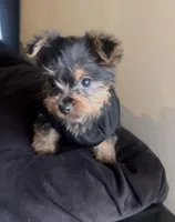 Bruno, a male Yorkshire Terrier for sale in Lansing, MI – Photo 3 of 10