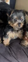 Bruno, a male Yorkshire Terrier for sale in Lansing, MI – Photo 6 of 10