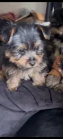 Bruno, a male Yorkshire Terrier for sale in Lansing, MI – Photo 7 of 10
