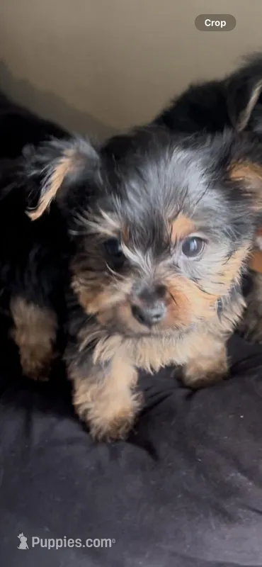 Bruno – Yorkshire Terrier puppy for sale in Lansing, MI
