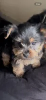 Bruno, a male Yorkshire Terrier for sale in Lansing, MI – Photo 1 of 10