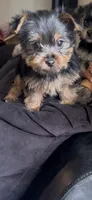 Bruno, a male Yorkshire Terrier for sale in Lansing, MI – Photo 10 of 10