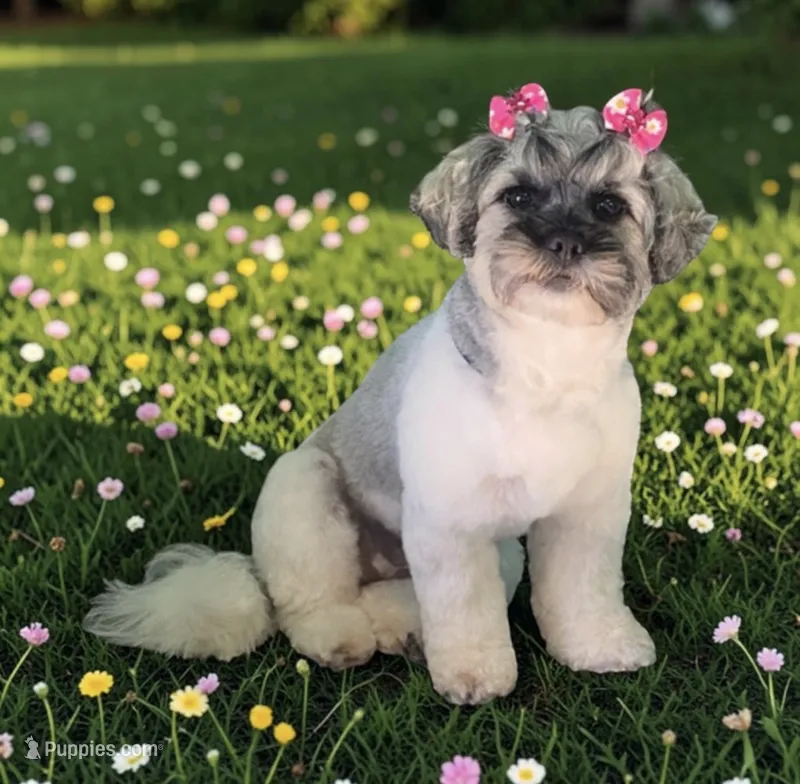 Mia and Java litter – Shihpoo puppy for sale in Mayo, FL