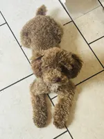 Mia and Java litter, a  Shihpoo for sale in Mayo, FL – 4 of 4