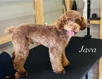 Mia and Java litter, a  Shihpoo for sale in Mayo, FL – 2 of 4