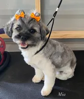 Mia and Java litter, a  Shihpoo for sale in Mayo, FL – 3 of 4