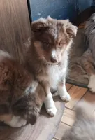 ASCA - Isabel, a female Australian Shepherd for sale in Ontonagon, MI – Photo 1 of 10