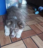 ASCA - Isabel, a female Australian Shepherd for sale in Ontonagon, MI – Photo 2 of 10