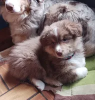 ASCA - Isabel, a female Australian Shepherd for sale in Ontonagon, MI – Photo 7 of 10