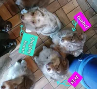 ASCA - Isabel, a female Australian Shepherd for sale in Ontonagon, MI – Photo 6 of 10