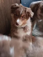 ASCA - Isabel, a female Australian Shepherd for sale in Ontonagon, MI – Photo 4 of 10