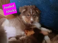 ASCA - Isabel, a female Australian Shepherd for sale in Ontonagon, MI – Photo 5 of 10