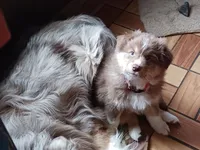 ASCA - Isabel, a female Australian Shepherd for sale in Ontonagon, MI – Photo 3 of 10