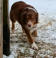 ASCA - Ian, a male Australian Shepherd for sale in Ontonagon, MI – Photo 7 of 7