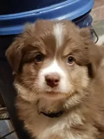 ASCA - Ian, a male Australian Shepherd for sale in Ontonagon, MI – Photo 2 of 7