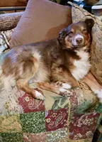 ASCA - Ian, a male Australian Shepherd for sale in Ontonagon, MI – Photo 5 of 7