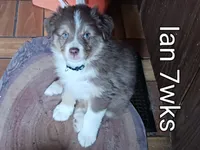 ASCA - Ian, a male Australian Shepherd for sale in Ontonagon, MI – Photo 3 of 7